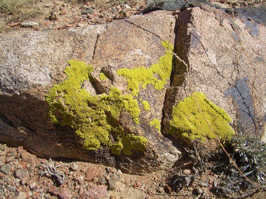 A lichen-covered stone on Sept. 15, 2007. Desert lichens are important to temperature regulation and have come under threat due to climate change. 