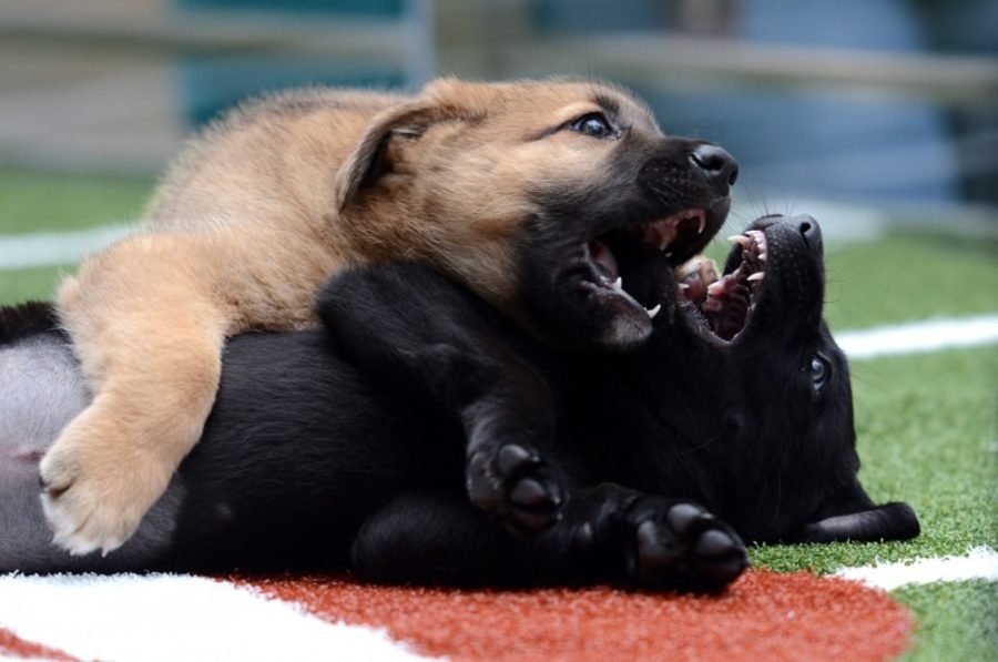 Puppy athletes get fouled for unnecessary ruff ruff ruffness on the practice field at CityScape Phoenix and the Puppy Bowl Cafe on Thursday. New research aims to understand why humans can be content with the deaths of animals often considered cute.
