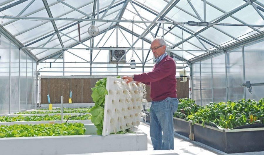 Agricultural+%26+bio-systems+engineering+professor+Gene+Giacomelli+inspects+a+hydroponic%2C+or+soil-free%2C+grow+system.+Giacomelli+is+working+with+NASA+to+develop+greenhouses+for+use+on+other+planets.