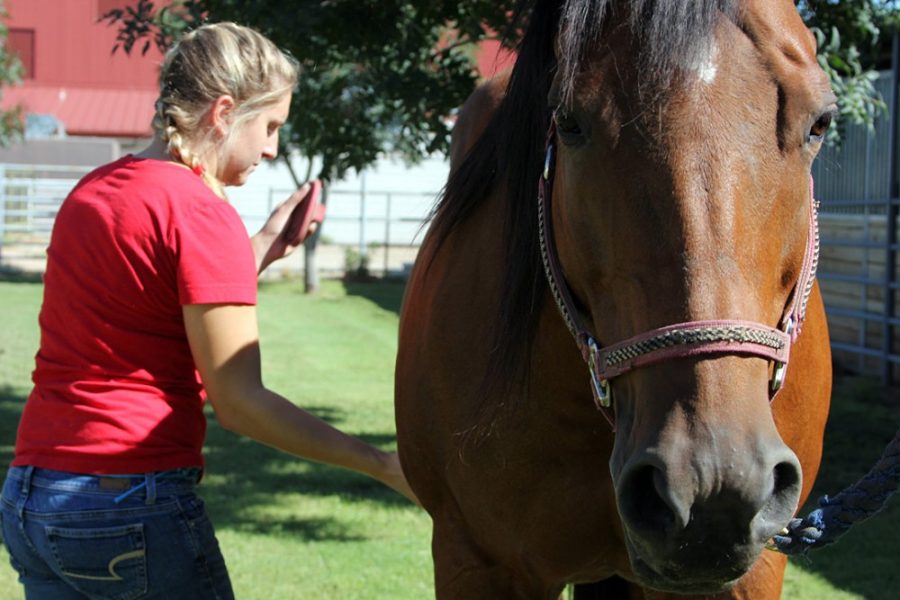 Rachel Williams does a routine grooming for the horse Sheza Lopin Deelite at the Equine Center on Sept. 10, 2014. 