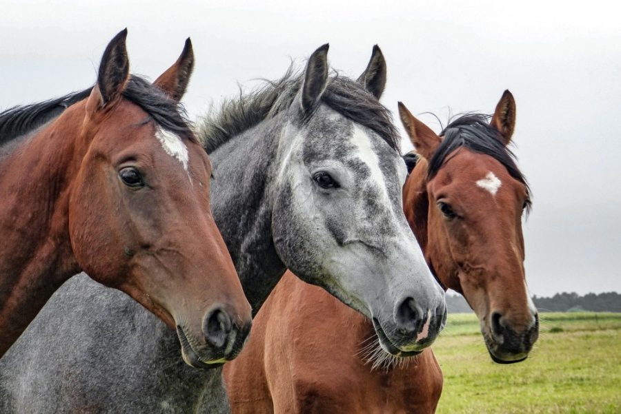 Three horses seen in a field. New research appears to indicate the lineage of modern horses date back to Arabian and Turkoman sires.