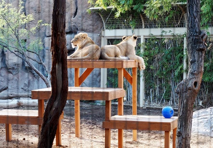 Nayo (left) and Kaya (right) relaxing on their platform at the Reid Park Zoo on Dec. 1, 2016. The new zoo and aquarium conservation certificate offered by the UA includes collaborative experiences with Reid Park Zoo and the Arizona Sonoran Desert Museum.