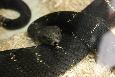 An Arizona Black Rattlesnake flicks its tongue in the College of Pharmacy on Wednesday, Sept. 27.