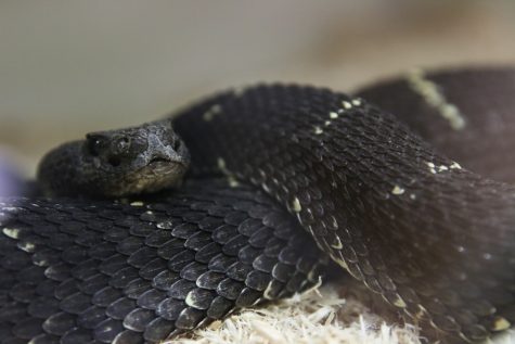 An arizona Black Rattlesnake stays observant in the College of Pharmacy on Wednesday, Sept. 27.