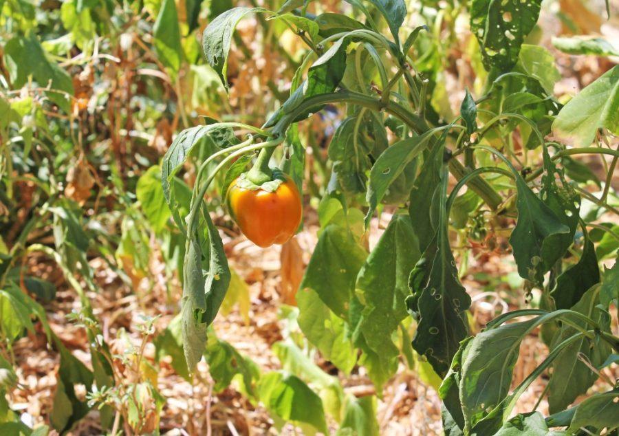 A fruit growing at the University of Arizona Community Garden. The garden holds a variety of plants grown by members of Students for Sustainability and the community.