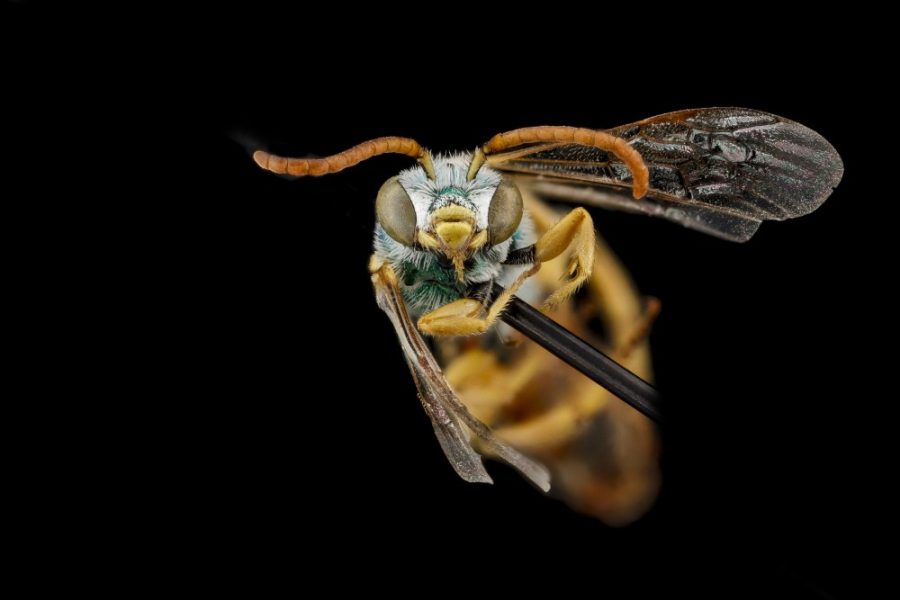 A+male+metallic+green+sweat+bee+%28Agapostemon+angelicus%29+photographed+by+the+USGS+Native+Bee+Inventory+and+Monitoring+Laboratory.+The+sweat+bee+was+this+years+featured+insect+at+the+Arizona+Insect+Festival.
