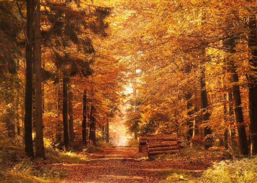 Forest autumn leaves change color. Seasonal affective disorder, or SAD, is characterized by major depressive episodes that recur seasonally for at least two years. 