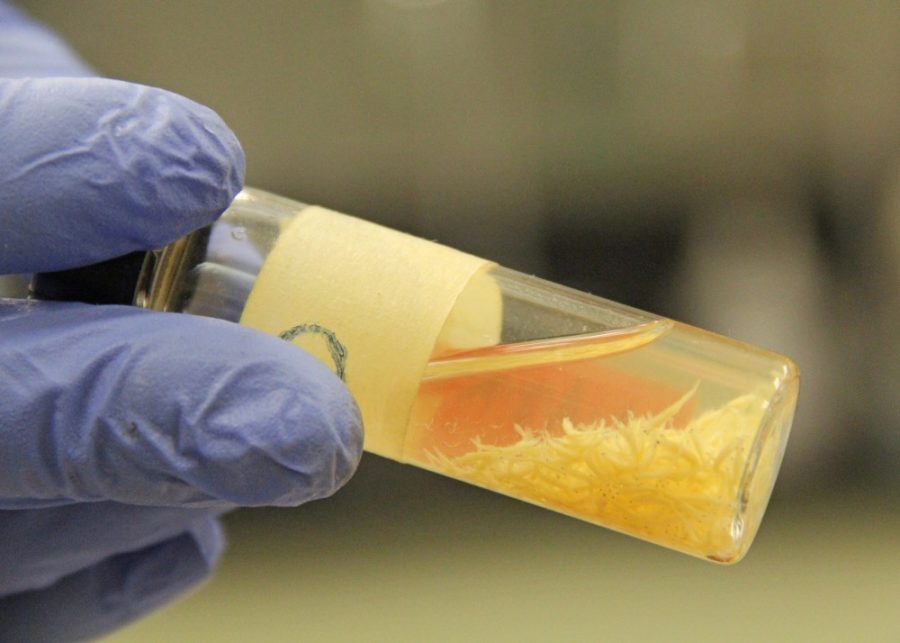 The University of Arizona Aquaculture Pathology Lab studies shrimp and other crustaceans and does disease diagnostics, among other things. It is one of the premier shrimp certification labs in the country.