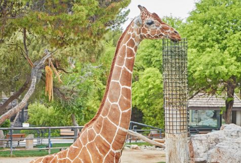 A giraffe takes a bite of its food at the Reid Park Zoo on Sept. 27. Proposition 202 and 203 were joint measures with the aim of allotting a bigger budget for improvements to the Reid Park Zoo.