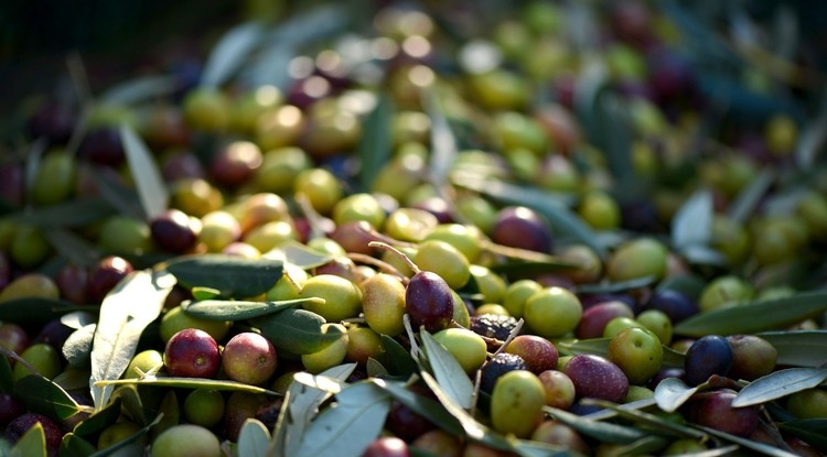 Olive his life has been leading up to this: UA professor to have olive named after him