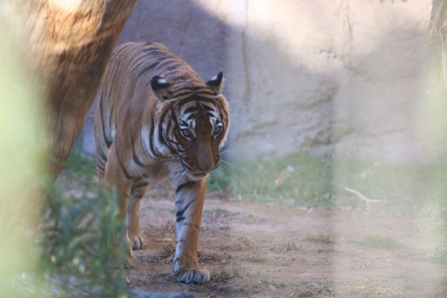 A tiger at the Reid Park Zoo stalks around its enclosure on Jan. 28, 2018.