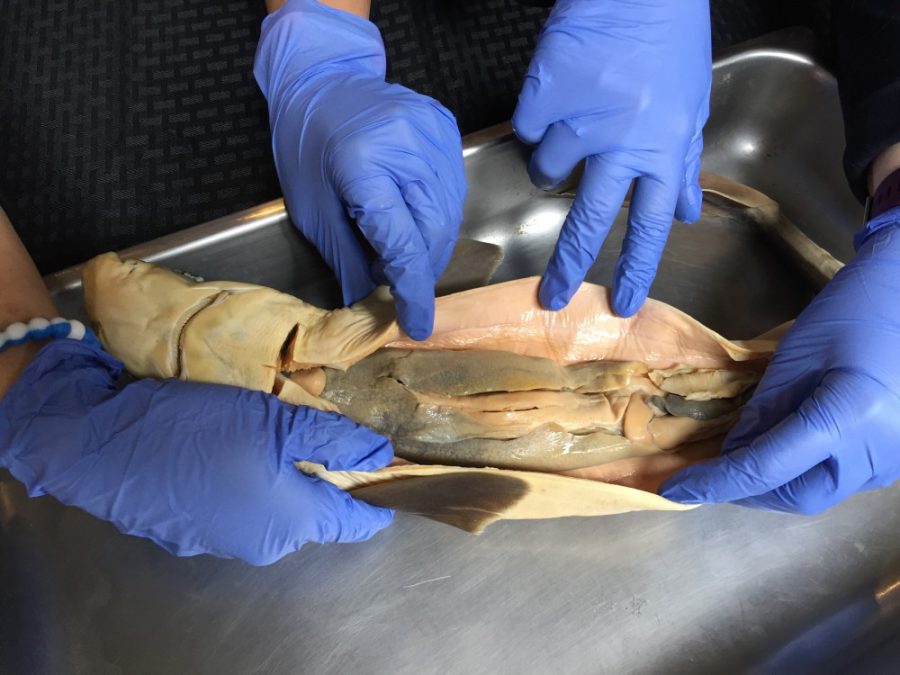 The way to a shark’s heart is through his sliced-open belly. The UA’s Marine Awareness Conservation Society shows off their dissected Spiny Dogfish Shark.