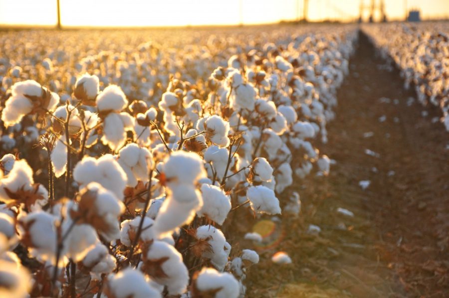 Arizona has hundreds of thousands of acres of water-heavy agriculture, like cotton. In total, this accounts for 70% of Arizonas water consumption annually. 