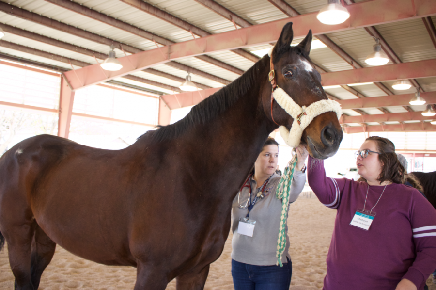 A volunteer gives a demonstration on a horse during the third annual Southern Arizona Equine Health Symposium on Saturday, Jan. 26. The event featured lectures and demonstrations by horse health experts. 