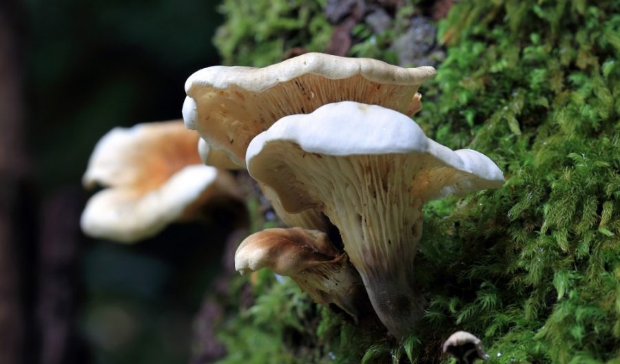 Q&A: Fungi: more than a decomposer