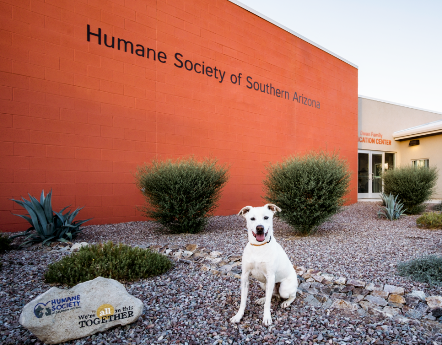 A dog stands next to the Humane Society of Southern Arizona building. Photo courtesy of Julius Schlosburg. 