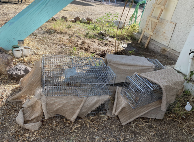 Outside of Burnett’s home in Tucson are metal traps used to capture the antelope squirrels for her study. The burlap cloth shades the squirrels from the sun.

Photo courtesy of Samantha Scibelli
