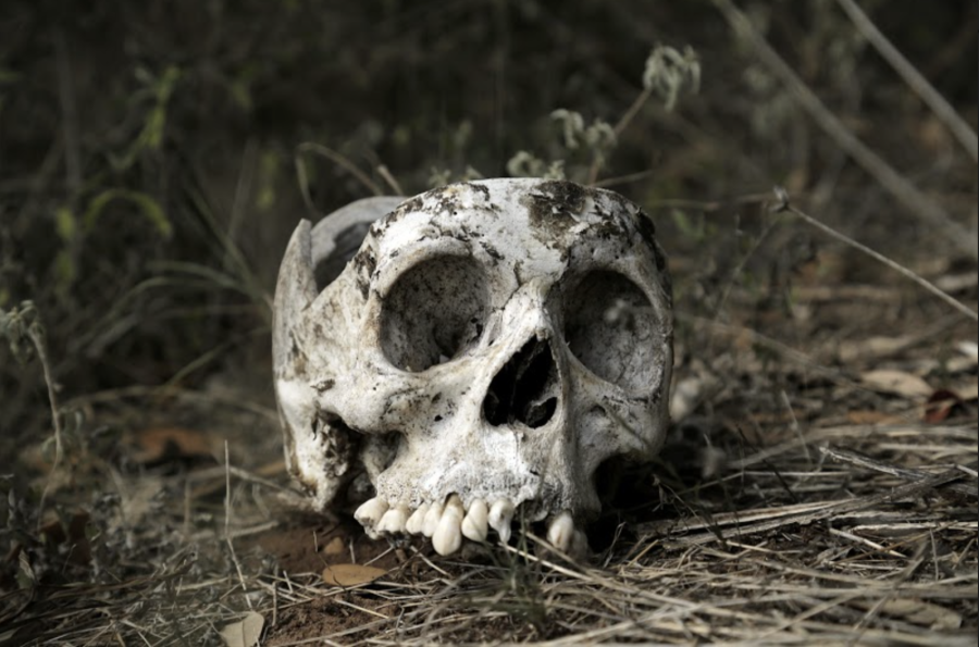  The remains of a migrant found in Brooks County, Texas. Photo Courtesy Jeff Bemiss