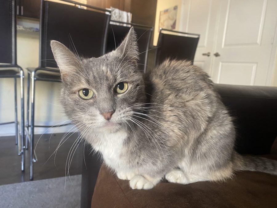 Caylee Ison’s foster cat, Libby, enjoying her new home on Feb. 7, 2021. Ison choose to foster animals through Pima Animal Care Centers fostering program. (Courtesy Caylee Ison)