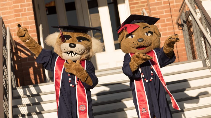 University of Arizona mascots Wilbur and Wilma Wildcat dressed in graduation caps and gowns. Photo courtesy of Chris Richards.