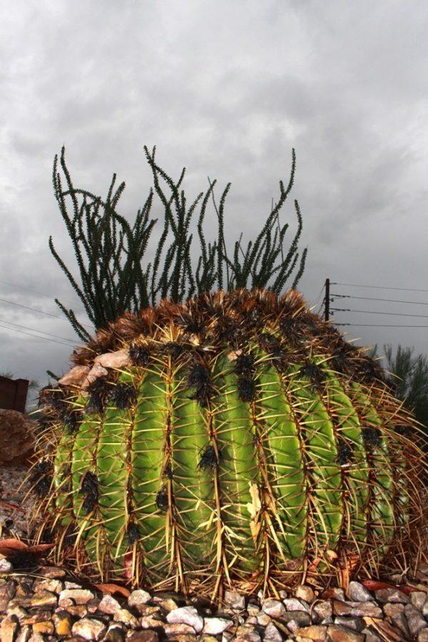A+barrel+cactus+sits+under+a+cloudy+Tucson+sky.