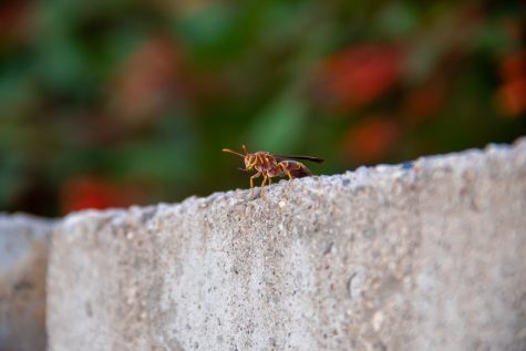 A paper wasp perches on a wall near the Albert B. Weaver Science-Engineering Library. Paper wasps are an aggressive species, however, they usually will not attack unless provoked or if they feel their nest is threatened.