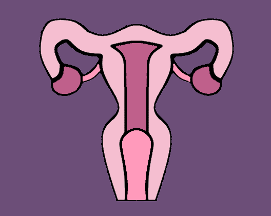 A digital illustration of a uterus.