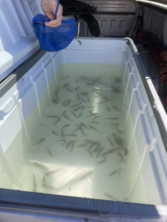 The longfin dace fish species were recently reintroduced into the Santa Cruz River Heritage project. (Courtesy of Michael Bogan) 