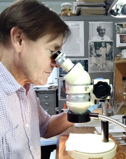 University of Arizona Insect Collection Manager Gene Hall examines a specimen in his UA lab. (Courtesy of Gene Hall)