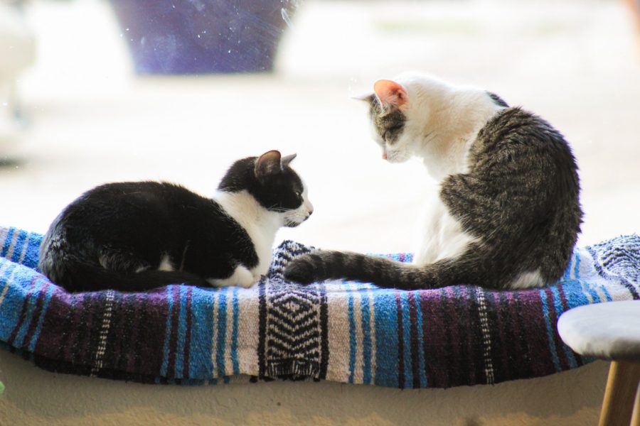 Mochi, three months, and Aguata, 10 months, sit next to each other while napping at the window on Nov. 2 in Tucson. The El Jefe Cat Lounge offers merchandise and cat toys at the front desk. 
