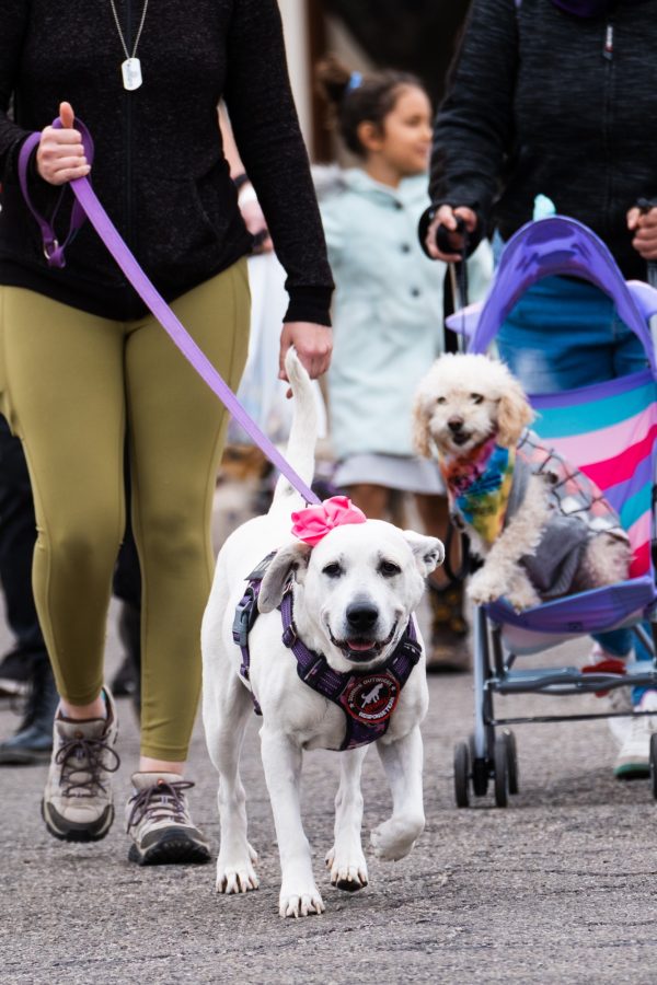 A dog wearing a pink ribbon walked down the street of the Pets Of Pima Parade which was held on Fourth Avenue on Feb 19. The parade put on display and celebrated the love between pets and humans.