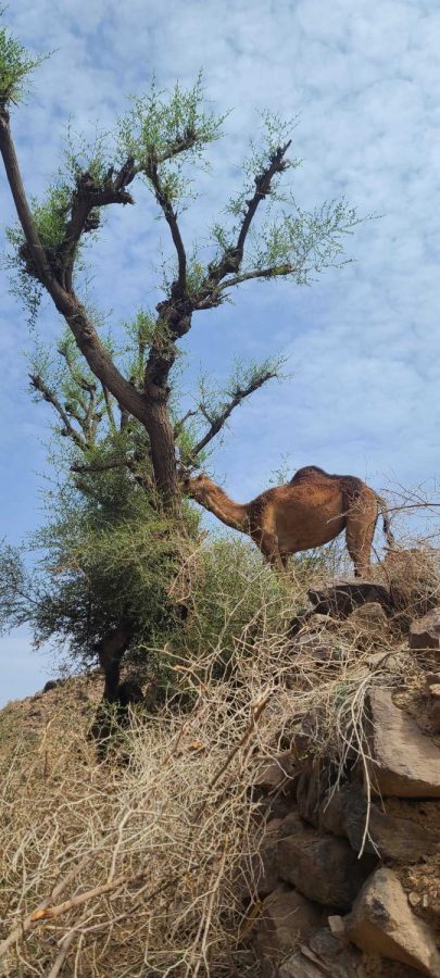 Camels graze on trees in specific feeding areas in a village called Maghribat Aleanab in Yemen on March 10, 2023. Camels are frequently found among people in rural areas and are not considered wild. The animals are expensive and considered a good income for their owners, many who use them as a means of honoring the guest. 