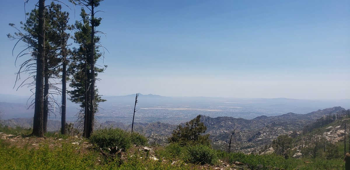 The view from the top of Mount Lemmon in Tucson, Arizona is pictured on June 24, 2023. Locals and visitors drive up the mountain to enjoy cooler weather and nature.