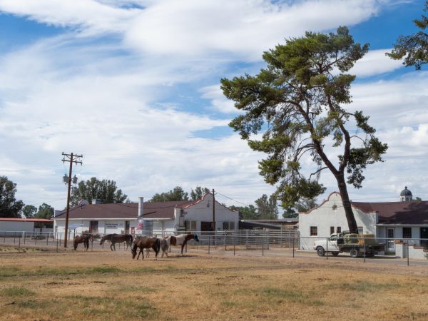 Horses graze at the University of Arizona Campus Agriculture Center on Sept. 22, 2023. The center is located on North Campbell Avenue.