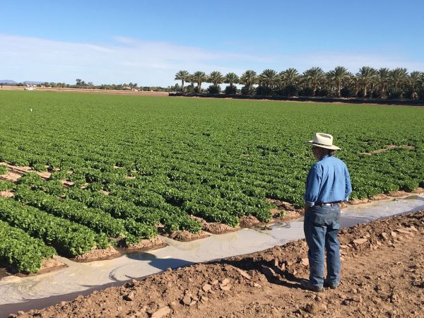 Charles Sanchez, a co-principal investigator on the study, overlooks an irrigated field in Yuma, Arizona, on Dec. 12, 2019. Yuma ranks third for vegetable production in the nation and is also known as the Winter Lettuce capital. (Courtesy Yuma Center of Excellence for Desert Agriculture)