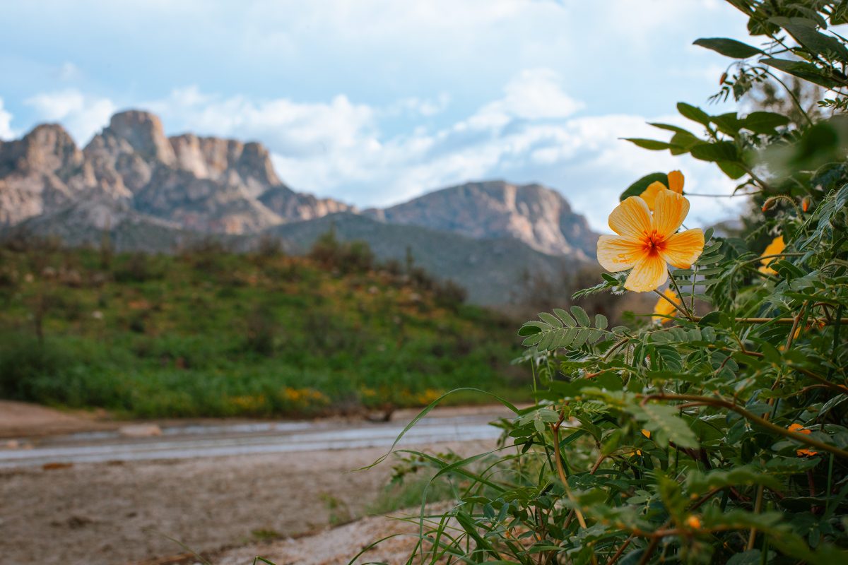
View of the Catalina Mountains. Photo courtesy Arizona State Parks and Trails.