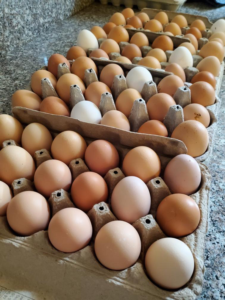 Mr. Perfect Farms in Marana has seen an uptick in egg sales since the bird flu epidemic started impacting supplies last month. (Photo courtesy of Sarah Bolander)