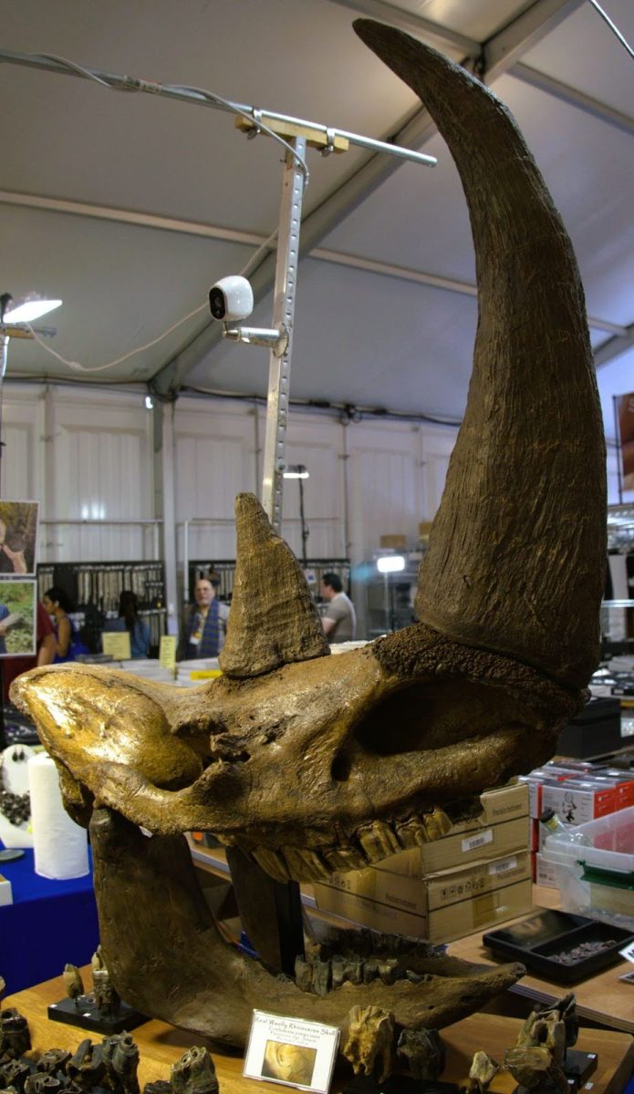 A massive and remarkably preserved skull of a woolly rhinoceros.