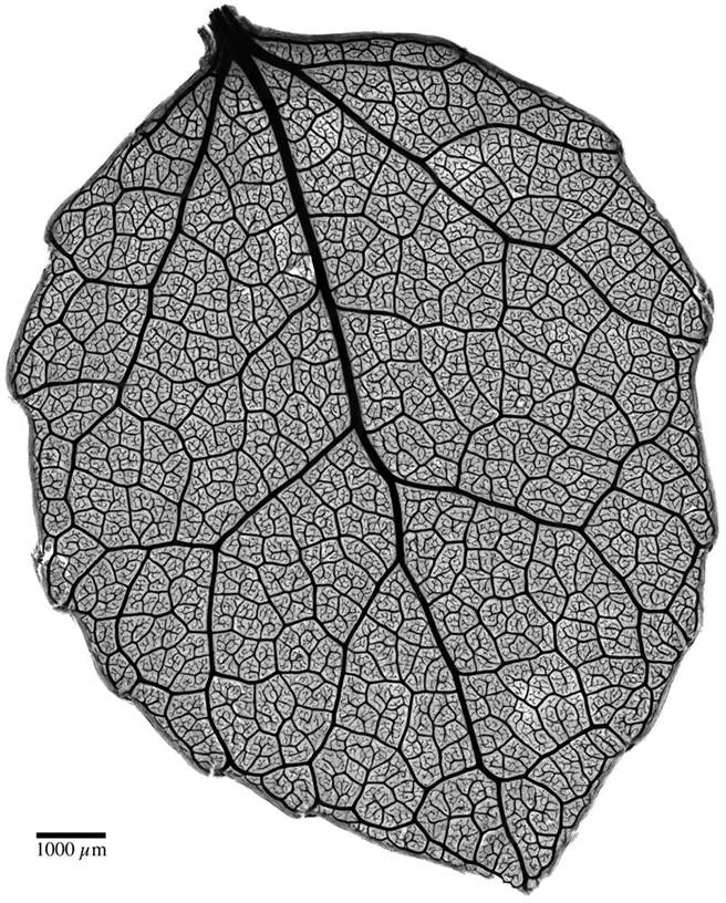 	This image of a Quaking Aspen tree leaf was stitched together from 127 photographs. It placed 18th in Nikon’s 2011 Small World Competition. (Photo courtesy of Benjamin Blonder)