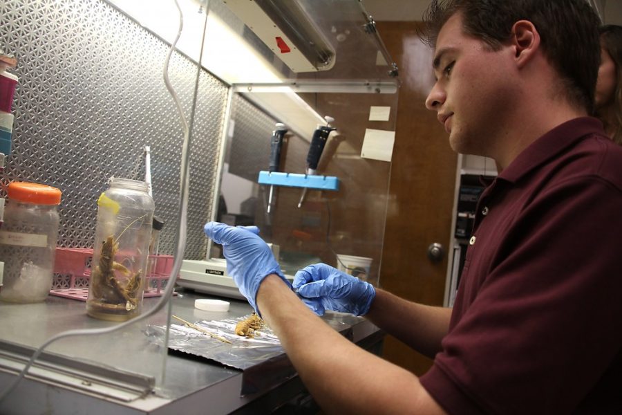 Kevin Brost/ Daily Wildcat
Nathaniel Vrana tests shrimp and other sealife for viruses as part of his job at the UA Aquaculture Pathology lab on Wednesday, Nov. 16.