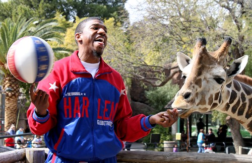 Lisa Beth Earle / Arizona Daily Wildcat

Harlem Globetrotter Anthony Buckets Blakes feeds a  giraffe at the Reid Park Zoo on Friday, Feb. 26. Blakes signed autographs for eager fans and also threw some basketballs to a polar bear during his quick trip to the Zoo.