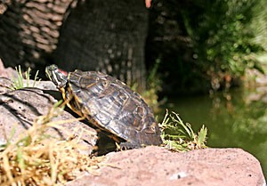 A turtle sunbathes on a rock next to the coy pond on Park Avenue on Monday. The small oasis containing goldfish and a handful of turtles makes a good place to sit and relax between classes.