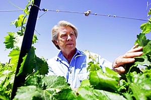 John Begeman, an urban horticulture agent with the Pima County Extension and the UA looks through newly sprouted shiraz wine grapes yesterday at the UA Agriculture Center.  (photo by chris coduto/arizona daily wildcat)
