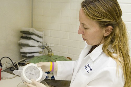 Tim Glass / Arizona Daily Wildcat

Teresa Gregory, a research specialist with neuro-sciences, examines kissing bugs used in their research.  The lab is working to find ways to trap the kissing bugs.