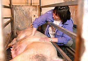 Mallory Loring / Arizona Daily Wildcat

pig birthing