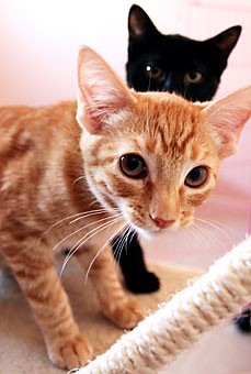 These adorable kittens are just two of the 200 residents of Casa de los Gatos, one of Tucsons no-kill cat shelters. Casa de los Gatos provides shelter for cats with disabilities and incurable diseases, as well as a home for healthy cats. 