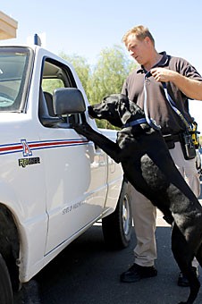 Officer Kyle Morrison of the UAPD and his dog, Michael, demonstrate a search for explosives in a truck Wednesday. 