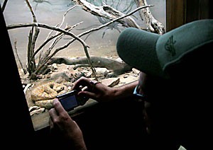 John Morgan snaps a picture of a Grand Canyon Rattlesnake at the Arizona-Sonora Desert Museums reptile room. The month of September is dedicated to rattlesnakes, which includes the display of the 18 snake varieties found in Arizona.