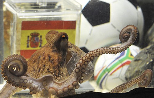 Paul the octopus is shown here tipping the Spanish box during his test for predicting the semifinal match at the World Cup between Germany and Spain.
