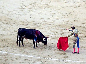 Bullfighting is a tradition upheld not only in Spain, but in Portugal, France and Mexico as well. A bullfight in Spain is referred to as a corrida de toros and many participate in the corrida. 